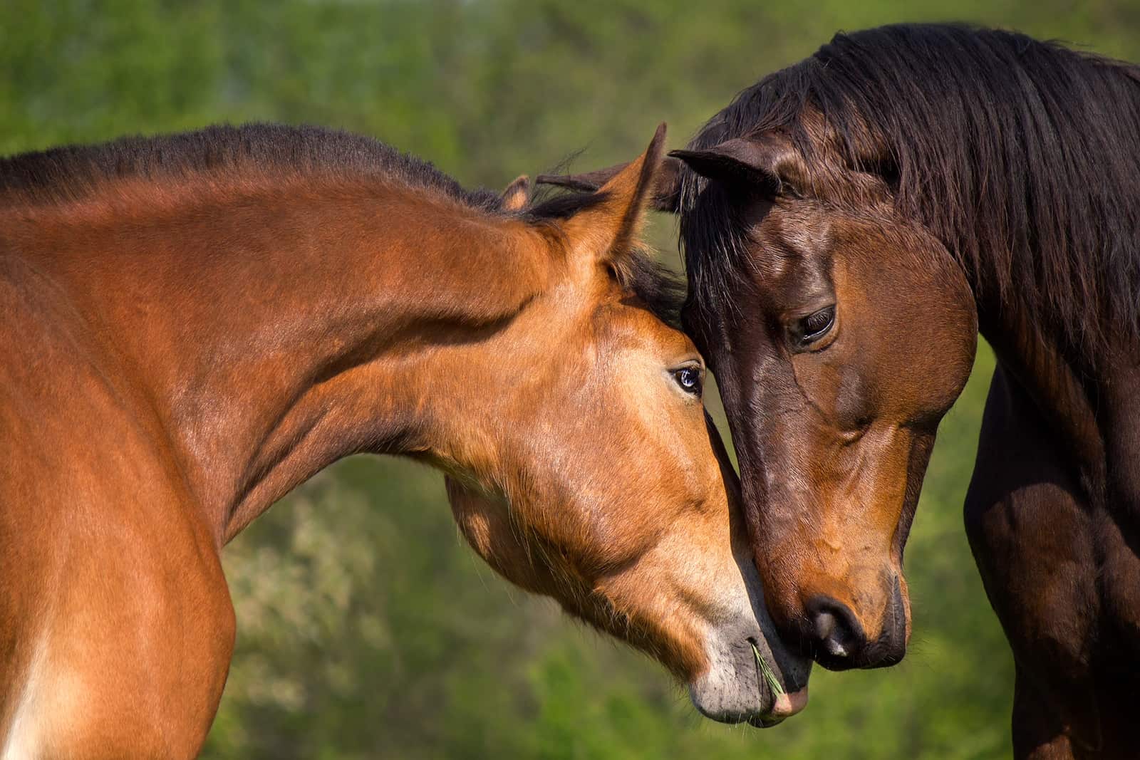  Qu Piensan Los Caballos De Nosotros Blog De H pica Y Equitaci n