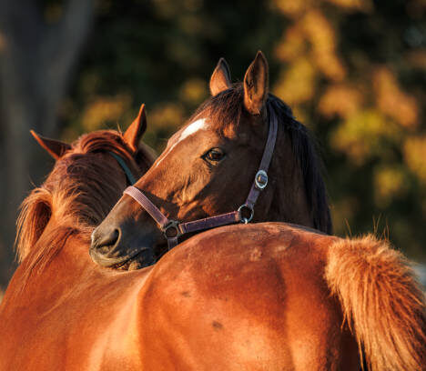 Bitfitting: La guía definitiva para mejorar la comunicación y el bienestar de tu caballo