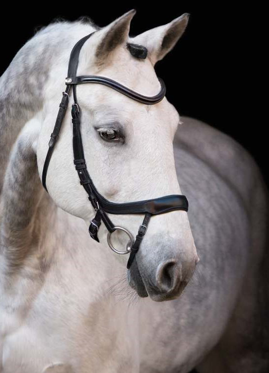 Un esbelto caballo blanco con bridas de cuero negro.