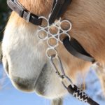 Un caballo bayo con una embocadura flower Hackamore para caballos