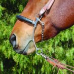 Un caballo marrón con una German Hackamore para caballos