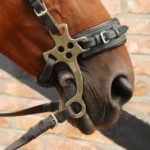 Un caballo marrón con unas embocaduras Clasic Hackamore para caballos