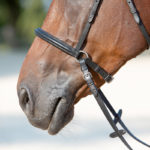 Un caballo marrón con un non pressure hackamore para caballos