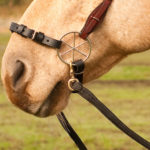 Un caballo bayo con un Swivel Hackamore para caballos